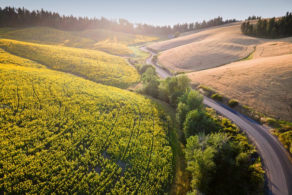 A rural road just off of the Old Palouse Highway with the Canola Fields in bloom.