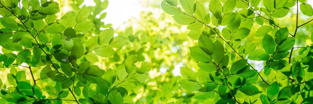 Green tree leaves in sunlight, sunny spring day in the park.