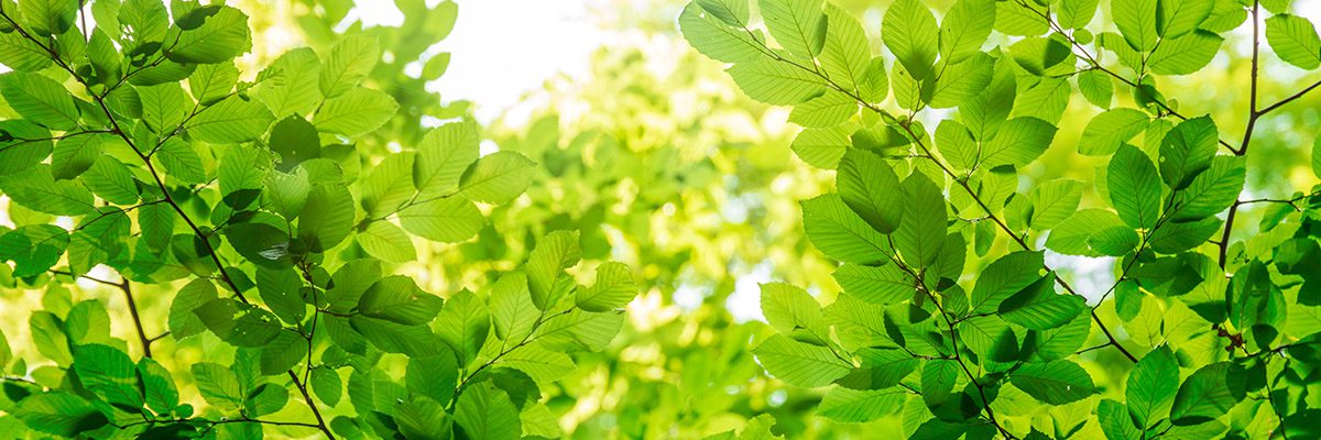 Green tree leaves in sunlight, sunny spring day in the park.